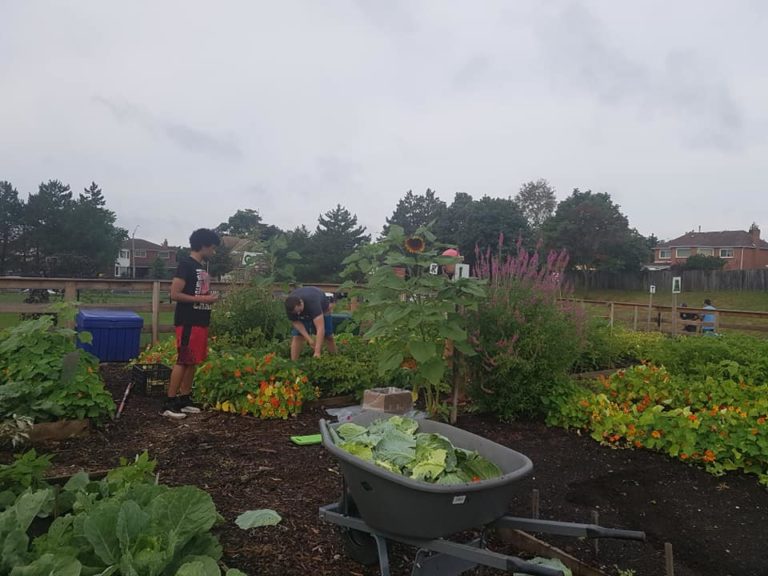 Blueberry Fields Community Garden 2019